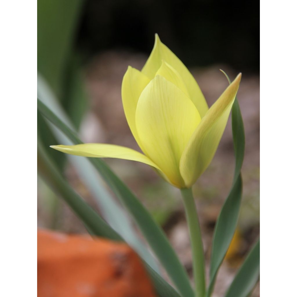 Tulipa clusiana 'Honky Tonk'