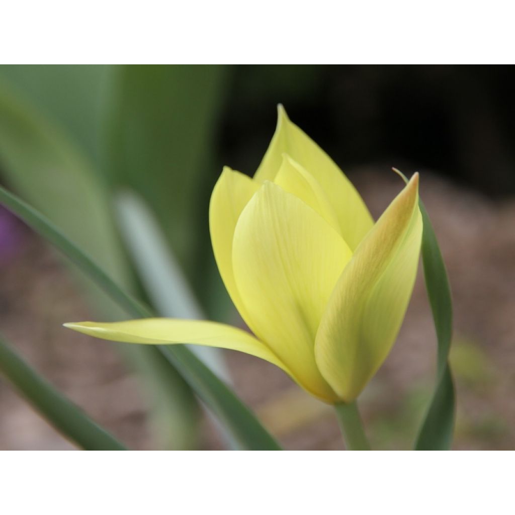 Tulipa clusiana 'Honky Tonk'