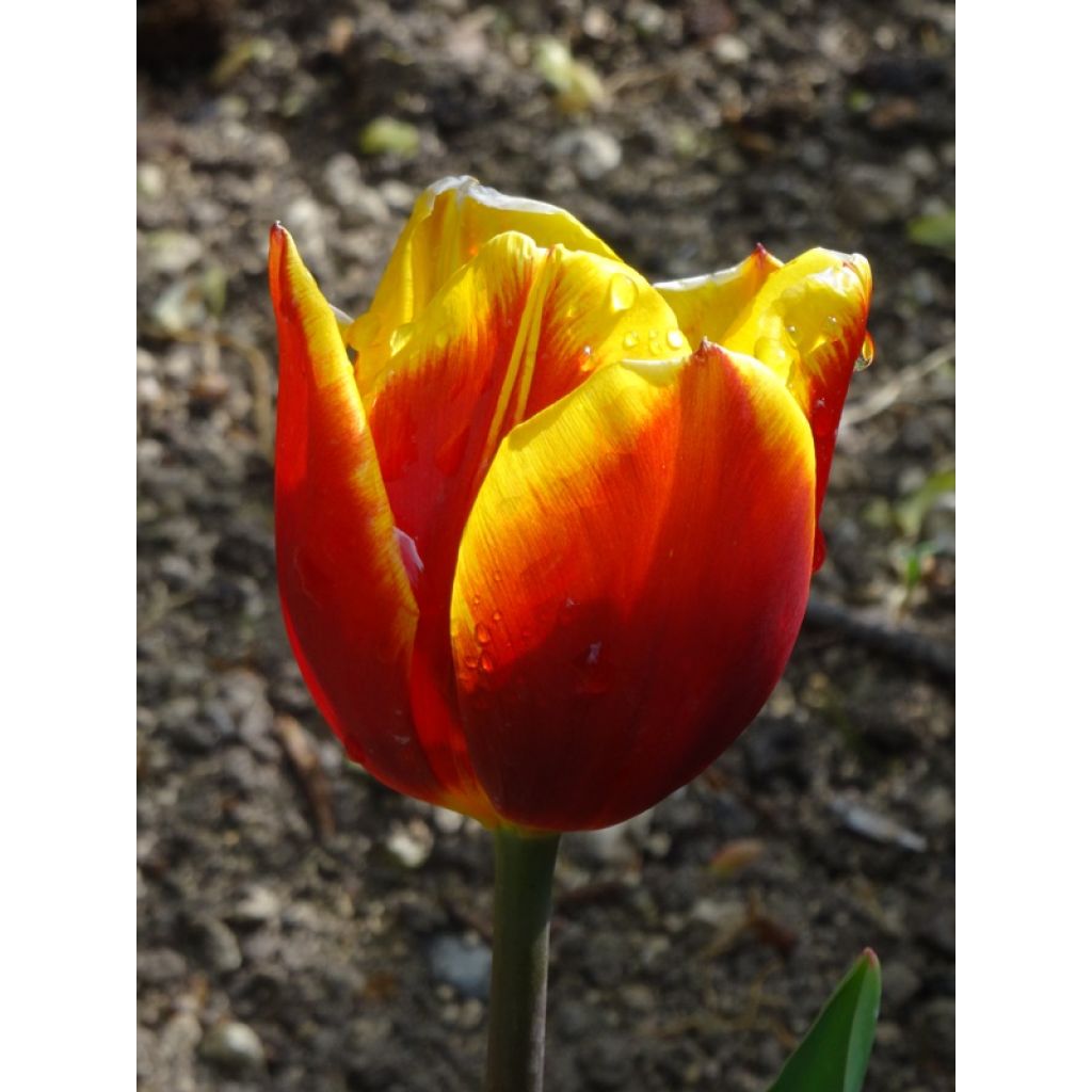 Tulipa Flair