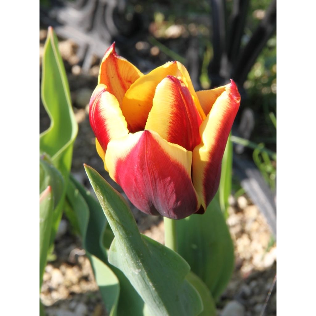 Tulipa Gavota - Triumph Tulip