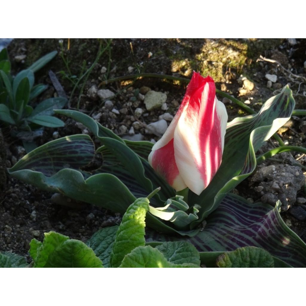 Tulipa greigii Pinocchio