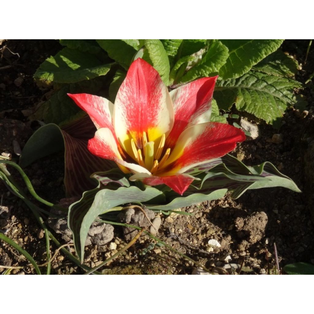 Tulipa greigii Pinocchio