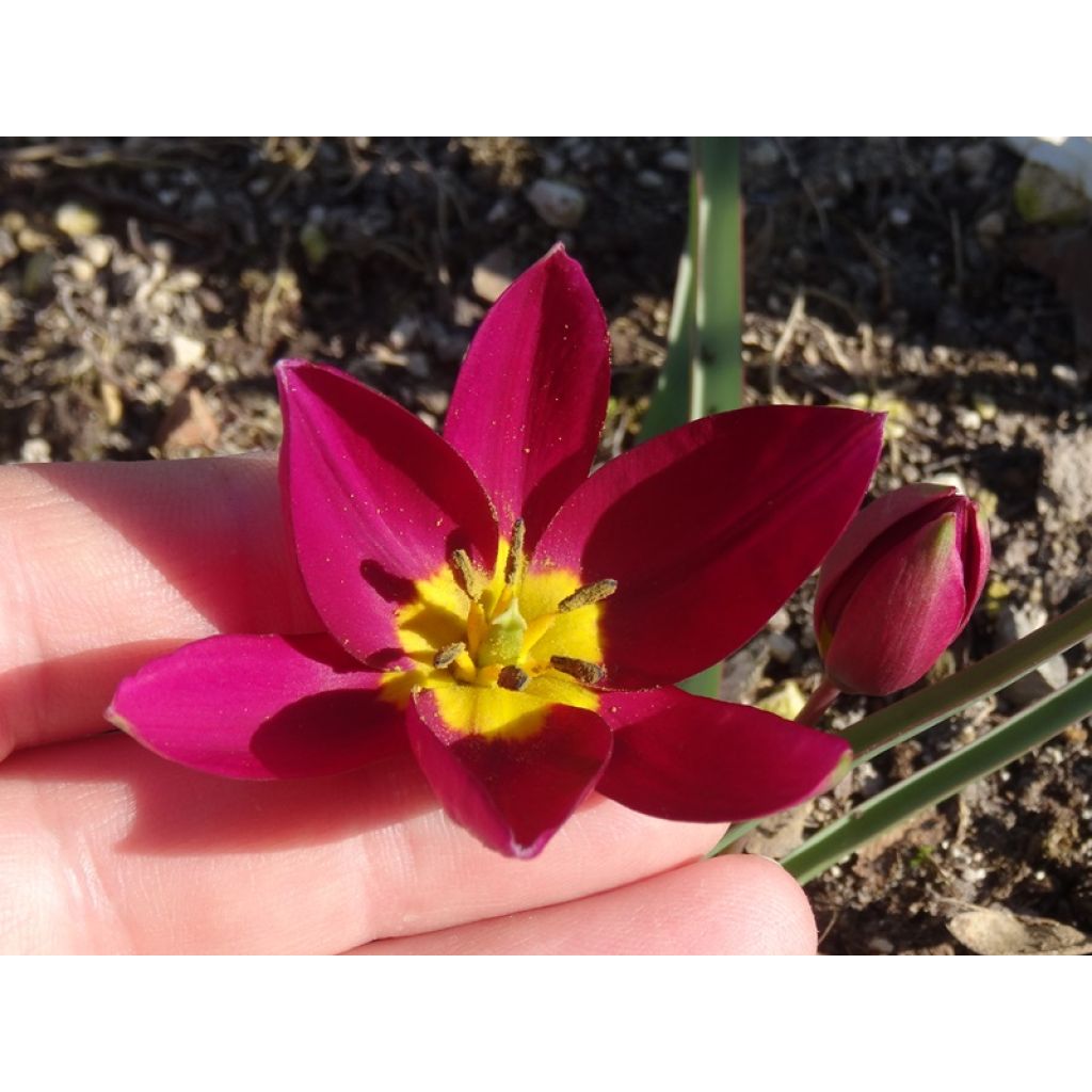 Tulipa humilis Violacea Group yellow base