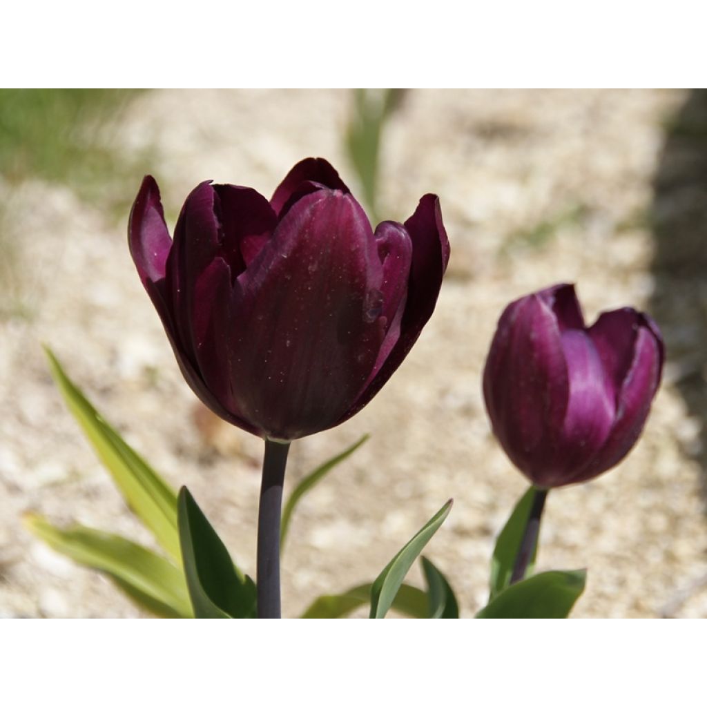 Tulipa 'Recreado'