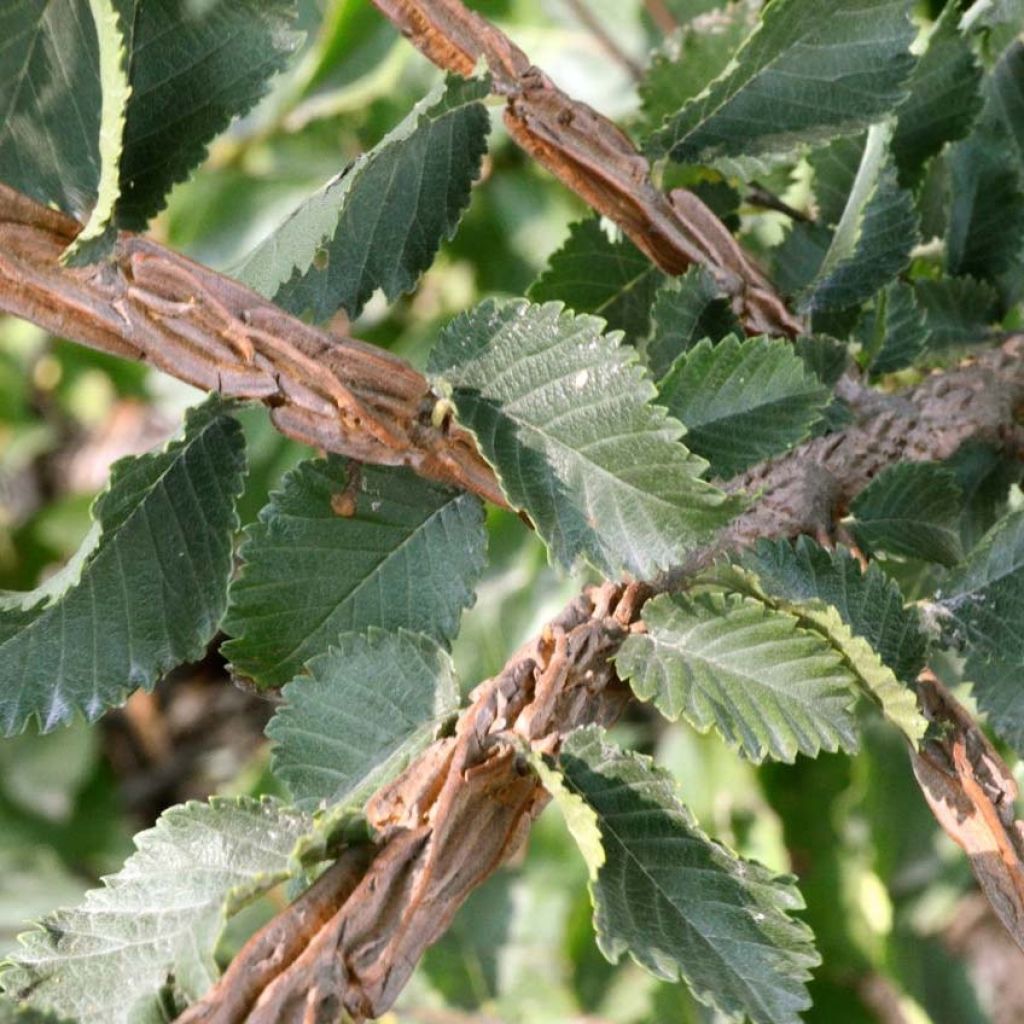 Ulmus minor suberosa