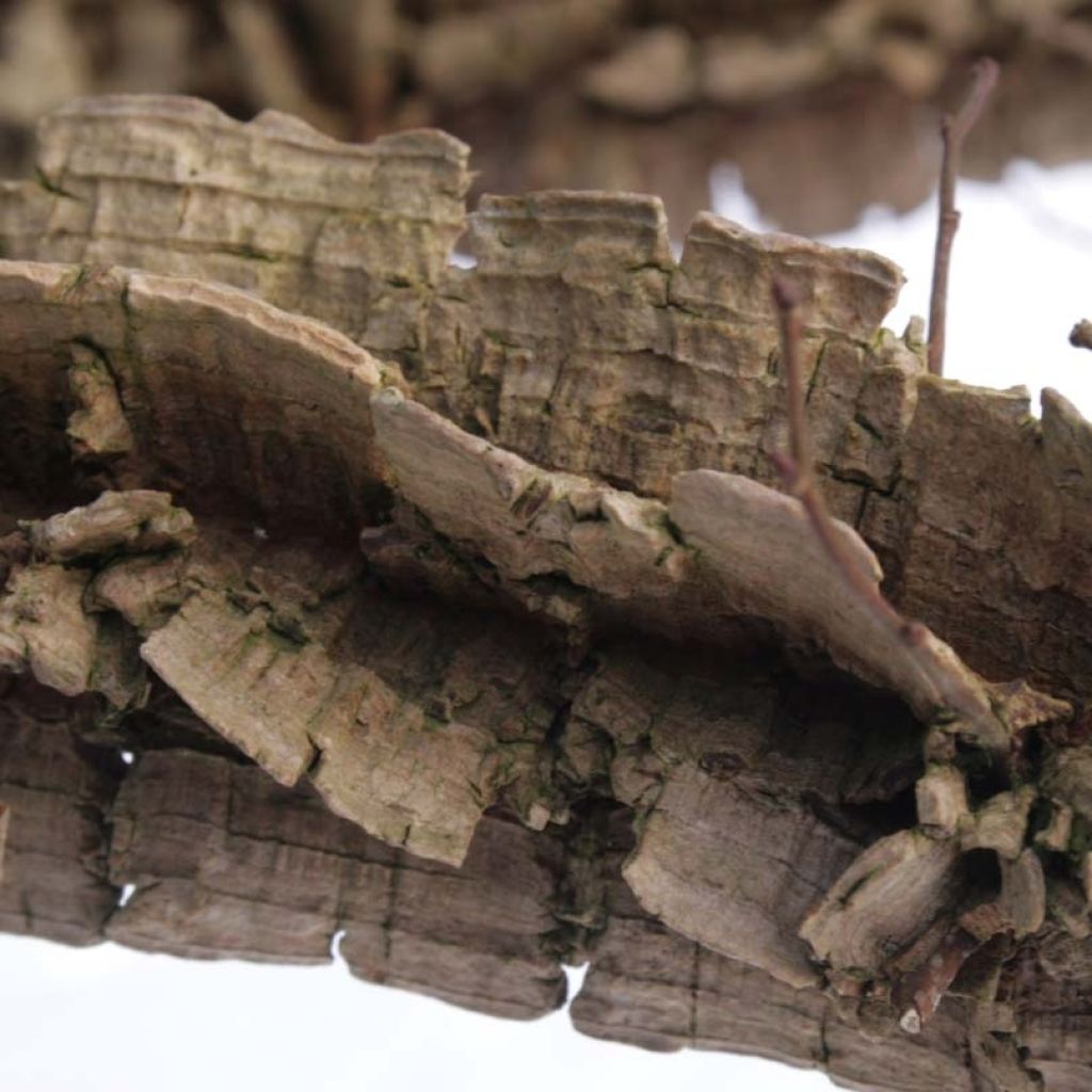Ulmus minor suberosa