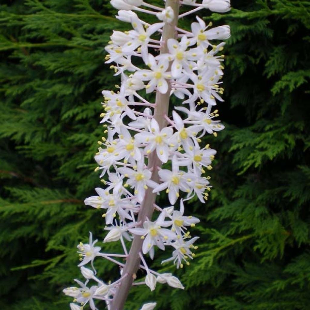 Urginea maritima
