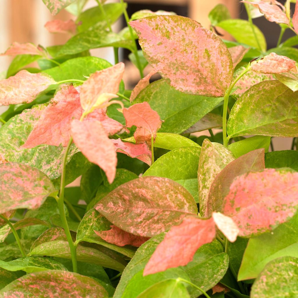 Vaccinium corymbosum Flamingo- American Blueberry