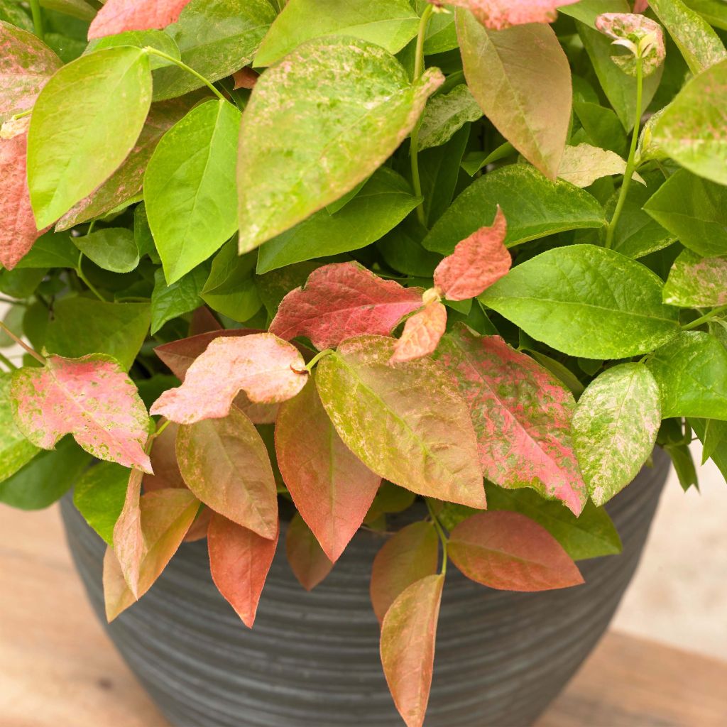 Vaccinium corymbosum Flamingo- American Blueberry