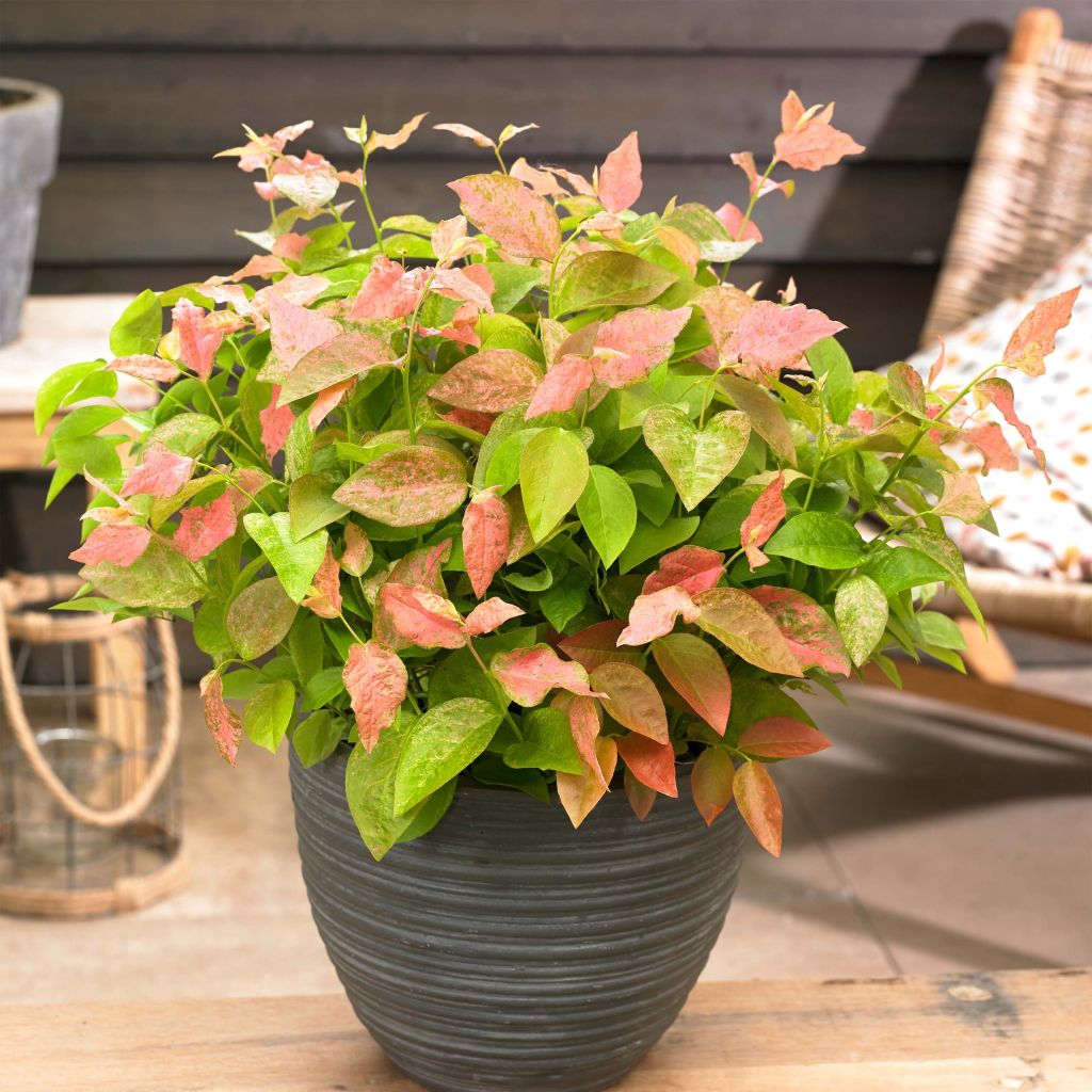Vaccinium corymbosum Flamingo- American Blueberry
