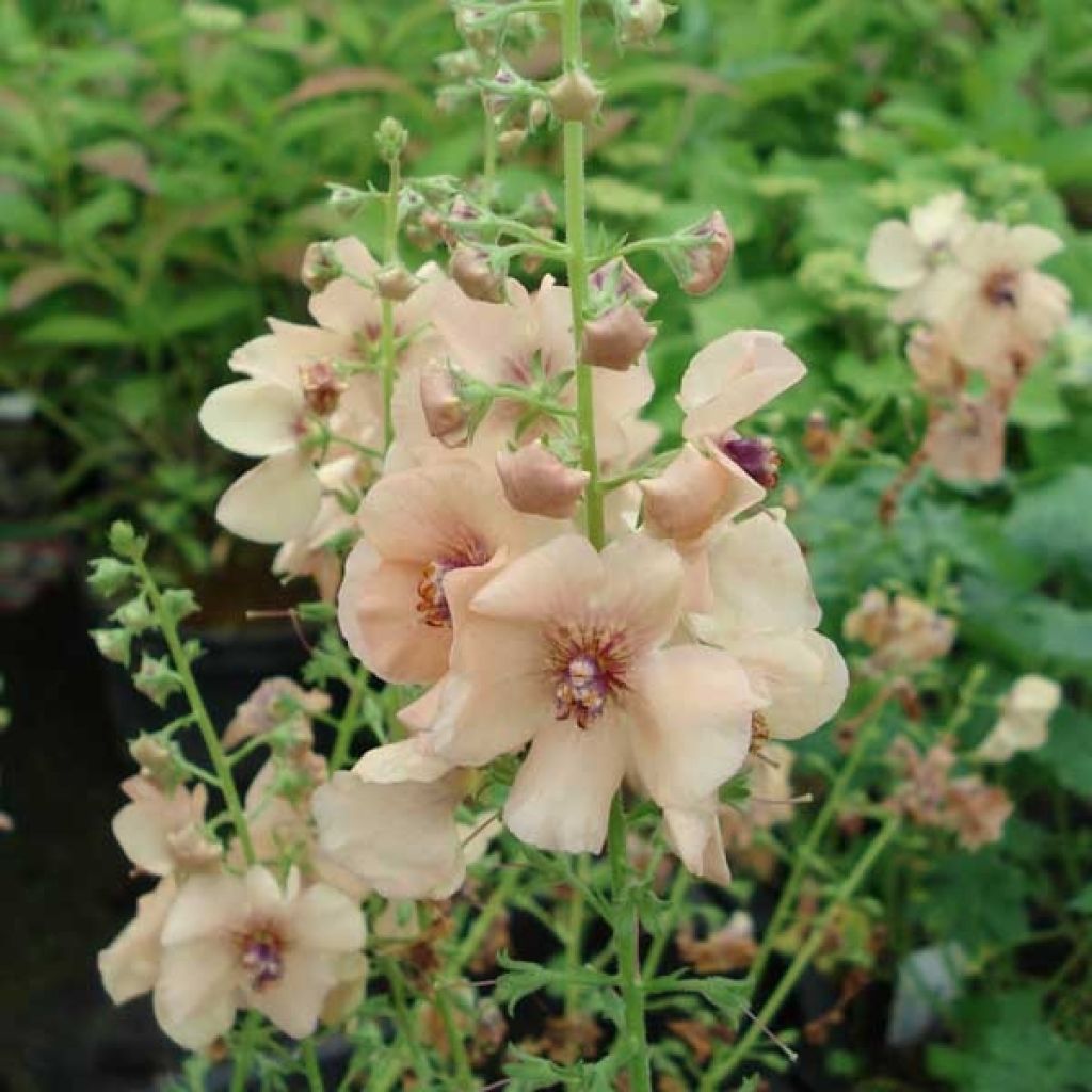 Verbascum Jackie - Mullein