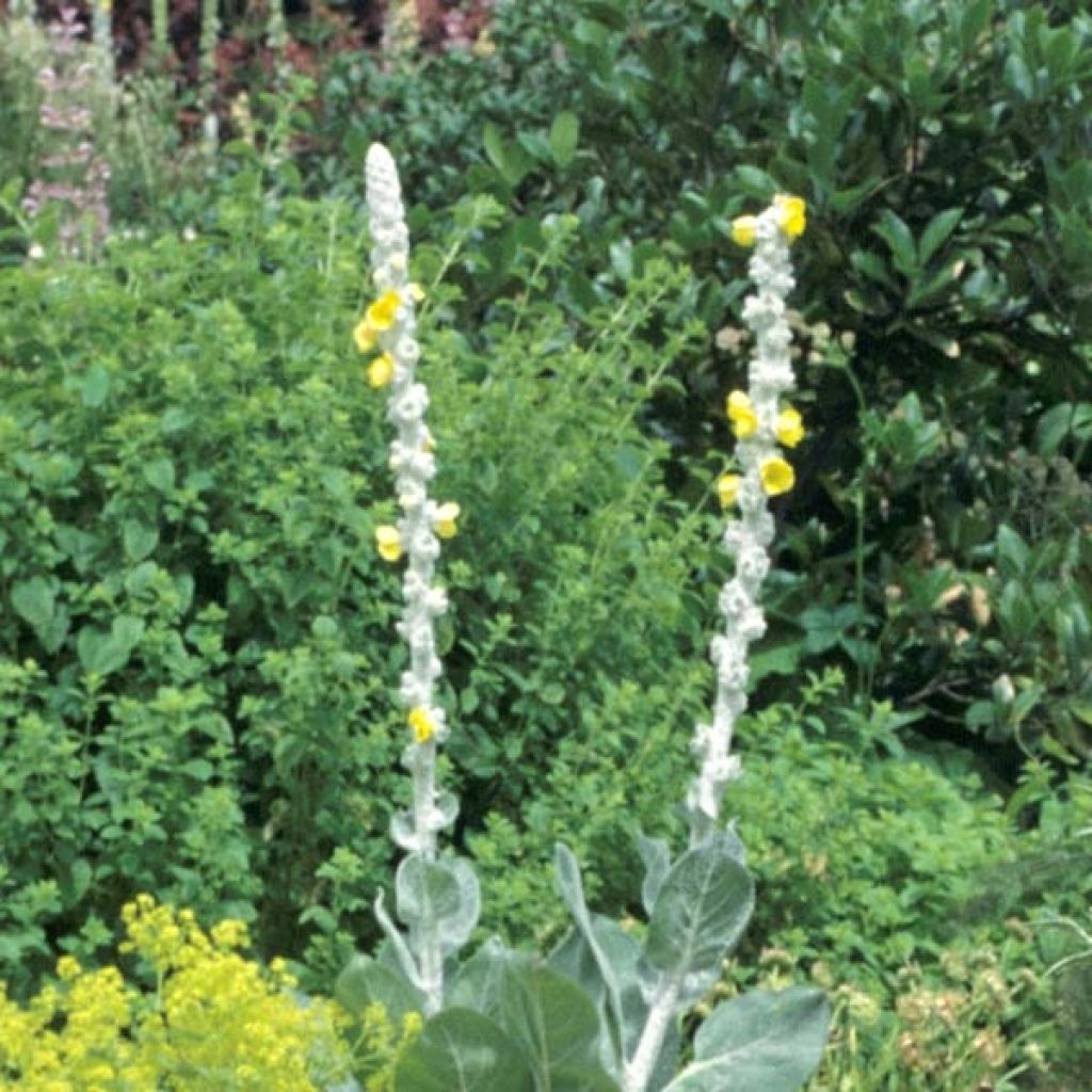 Verbascum bombyciferum Polarsommer - Mullein