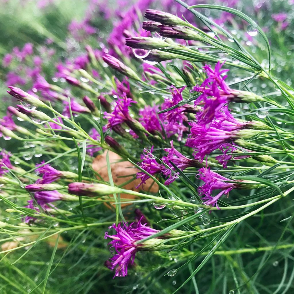 Vernonia lettermannii - Ironweed
