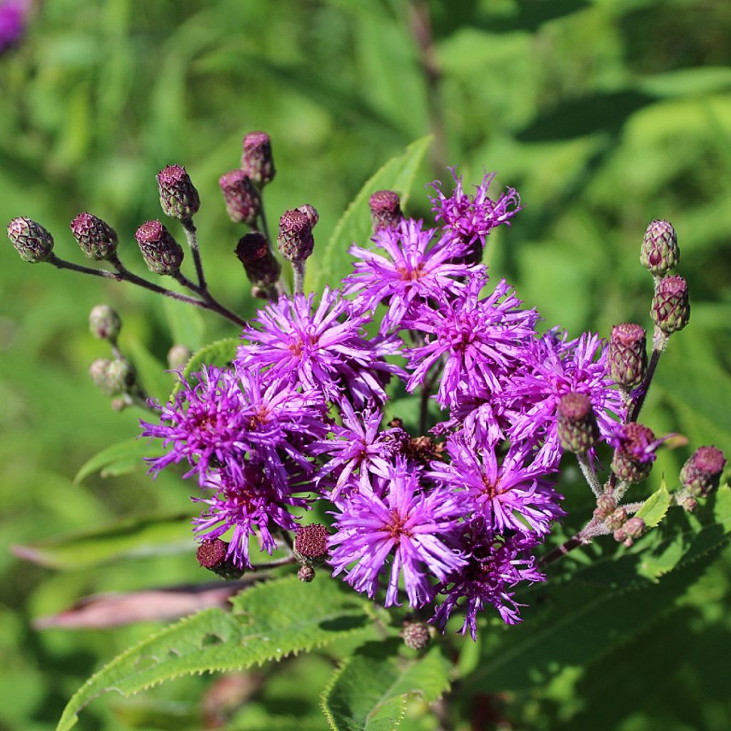 Vernonia missurica - Ironweed