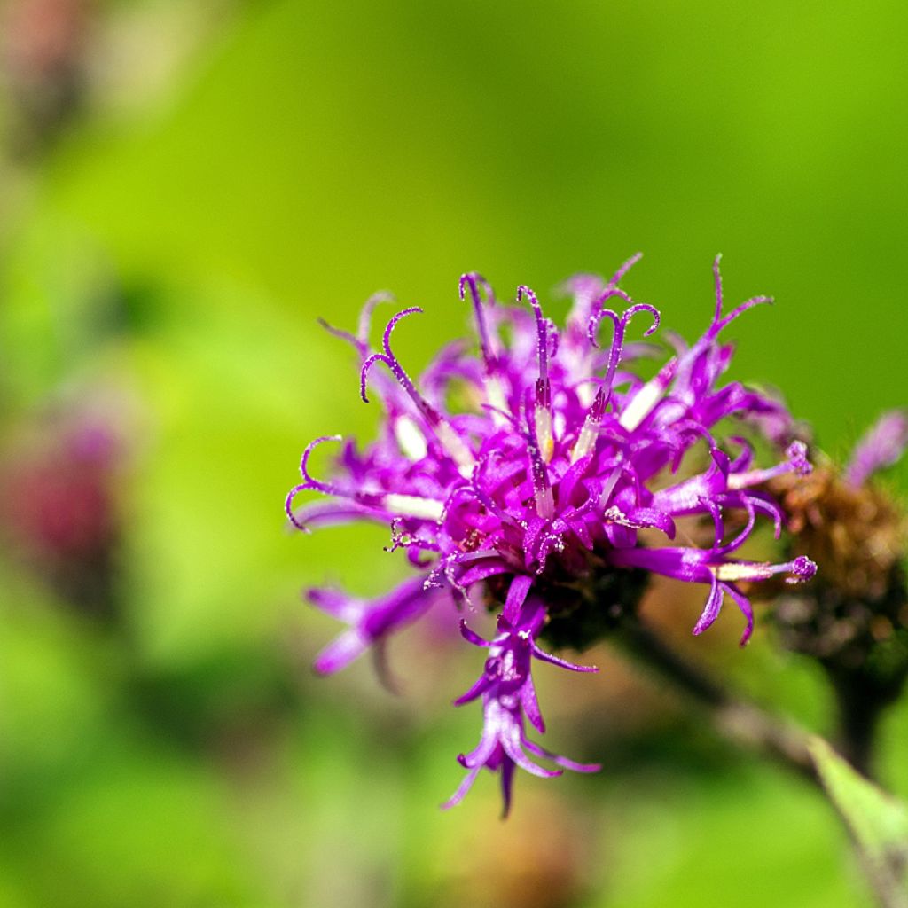 Vernonia missurica - Ironweed