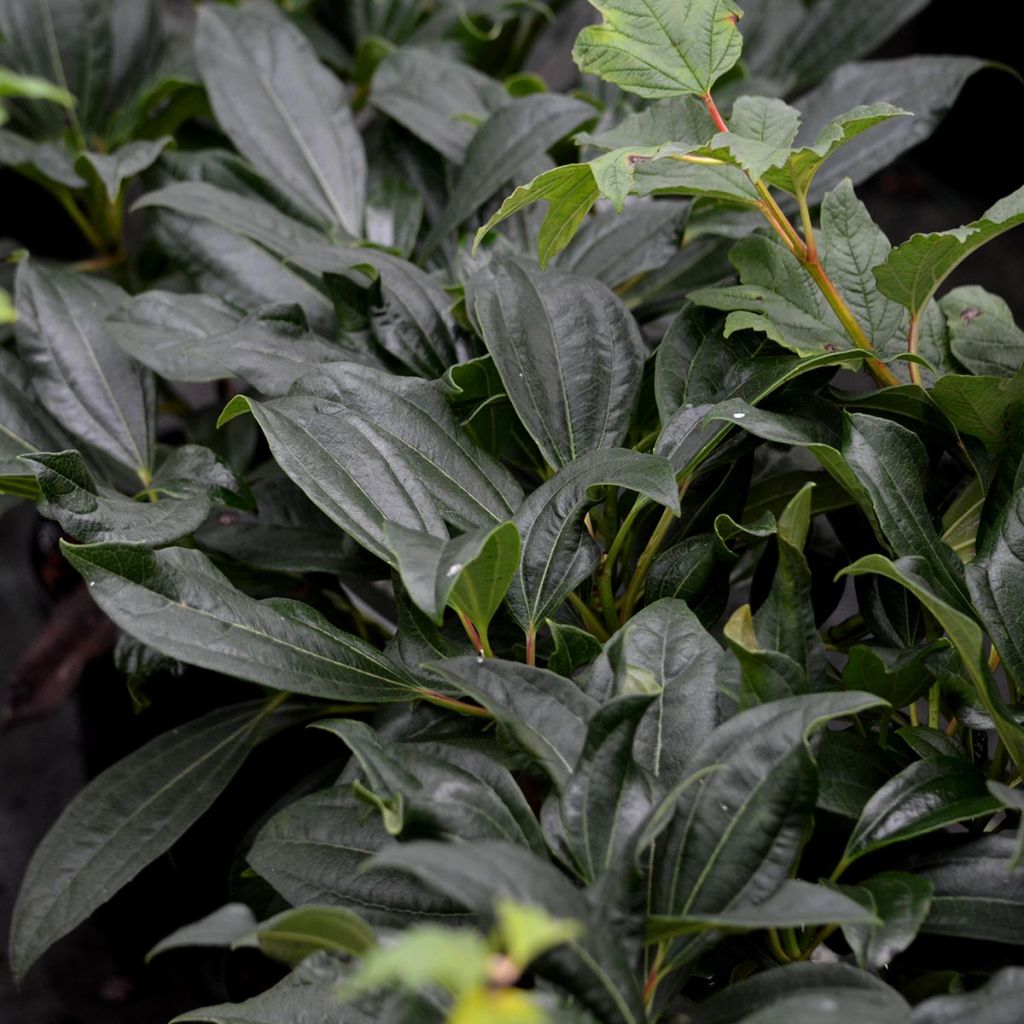 Viburnum davidii - David viburnum