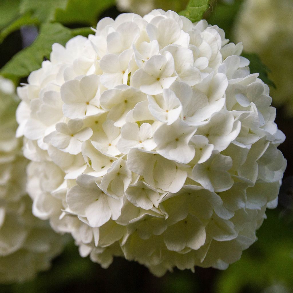 Snowball Viburnum - Viburnum opulus Roseum
