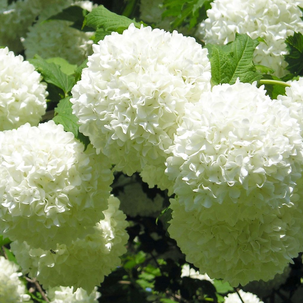 Snowball Viburnum - Viburnum opulus Roseum