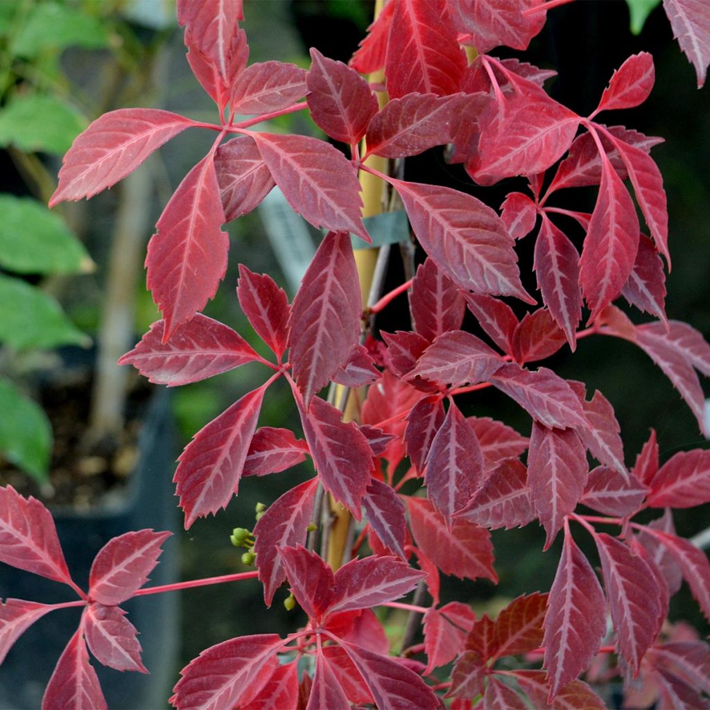 Parthenocissus henryana