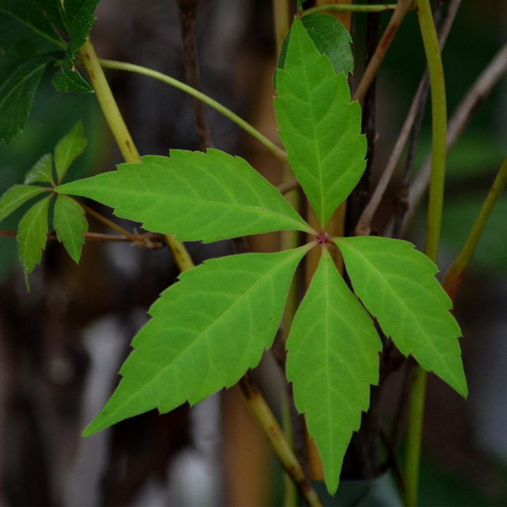 Parthenocissus quinquefolia Engelmannii - Virginia Creeper