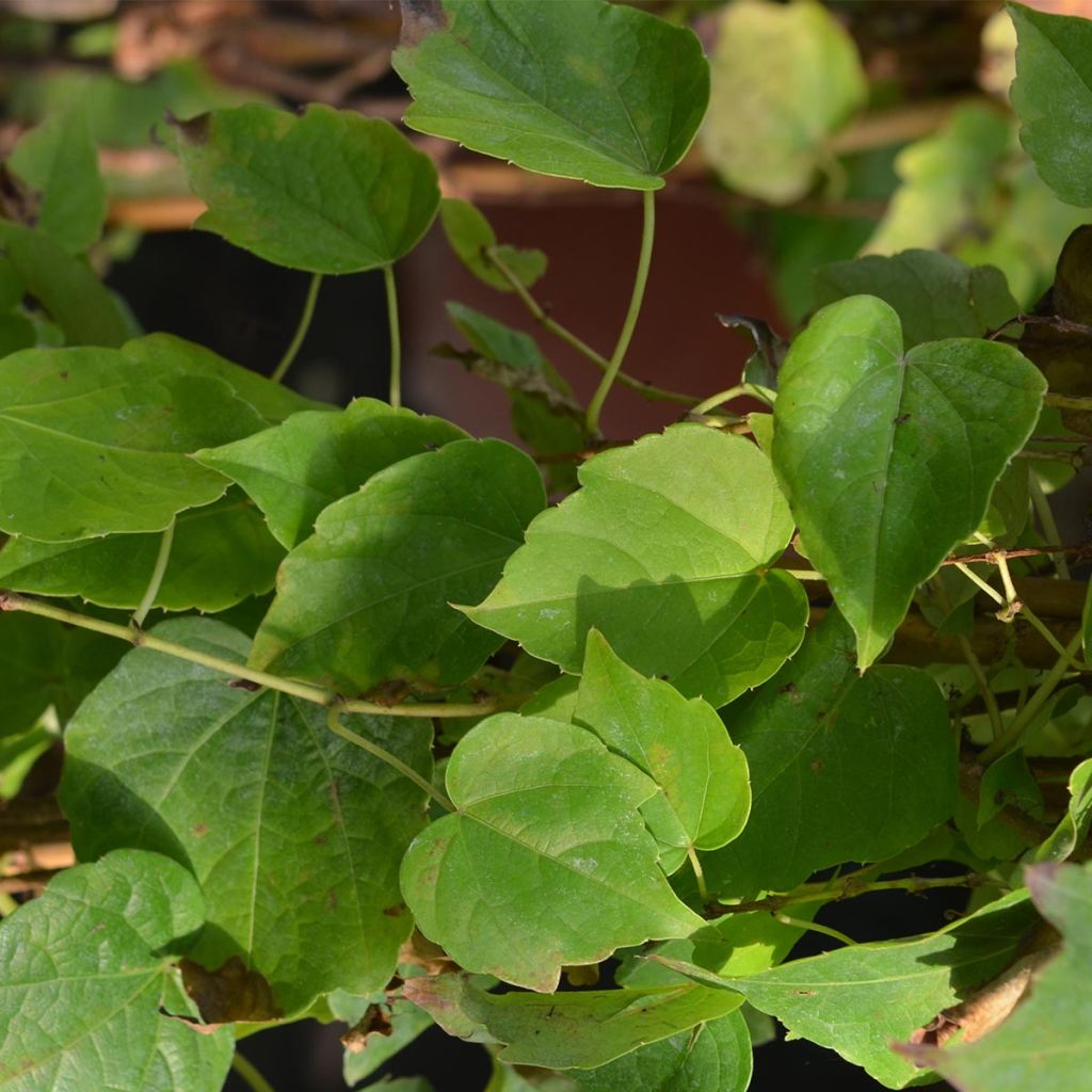 Parthenocissus tricuspidata Fenway Park - Boston Ivy