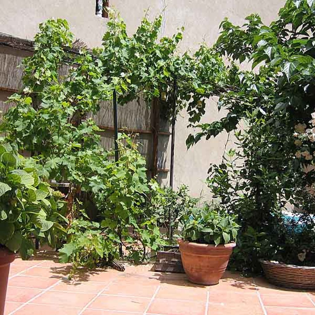 Vitis vinifera Muscat Vine champion - Grape vine