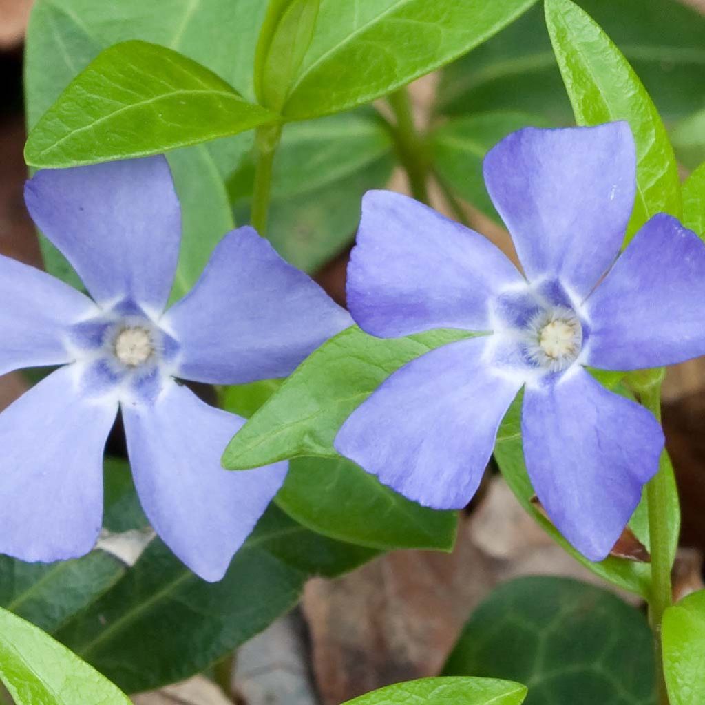Vinca minor Marie
