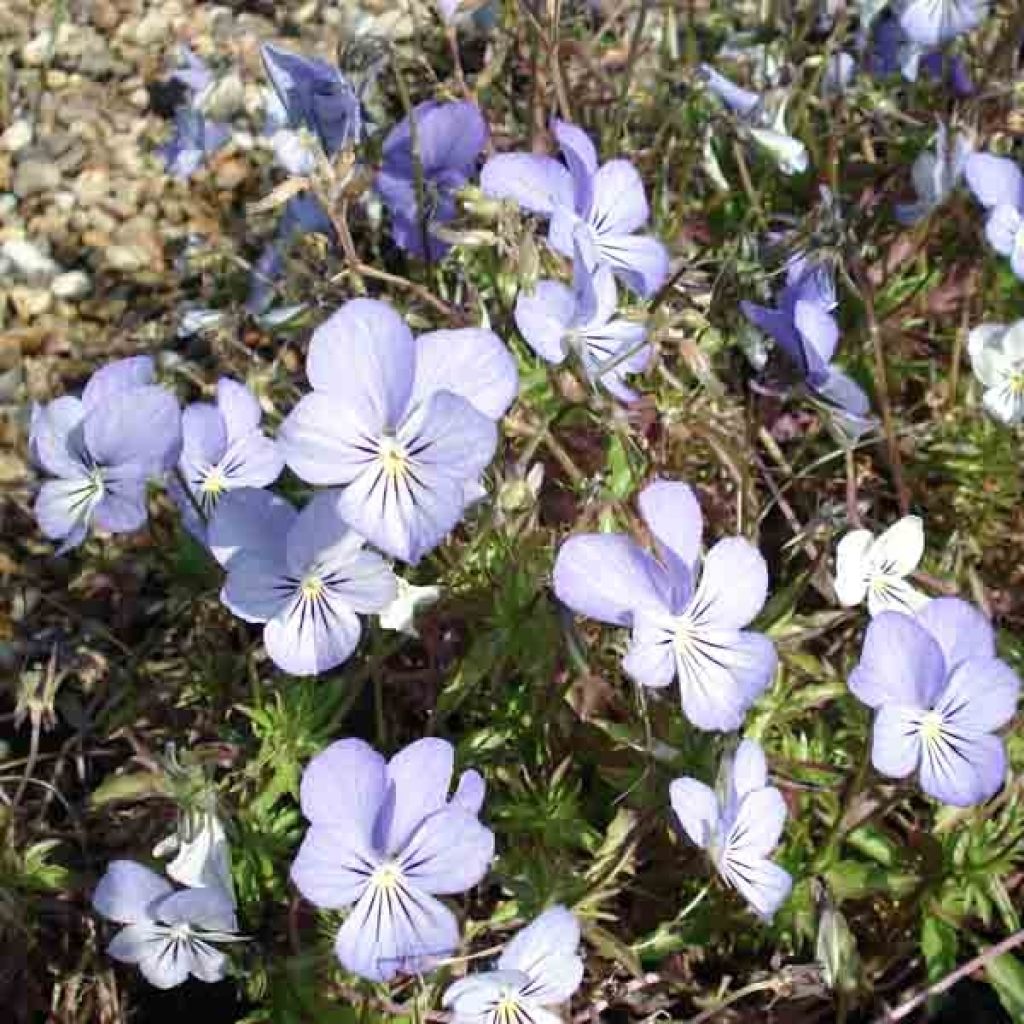 Viola cornuta Icy but spicy