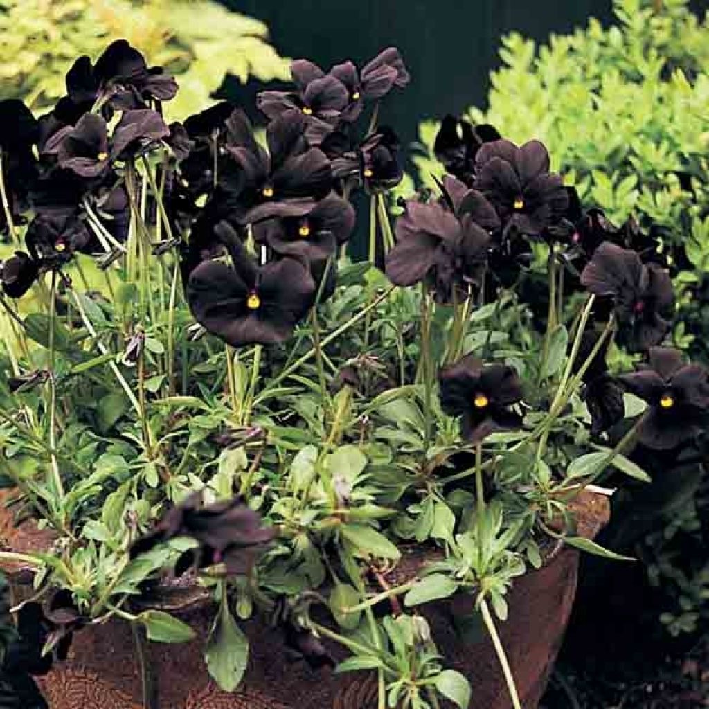Viola cornuta Molly Sanderson
