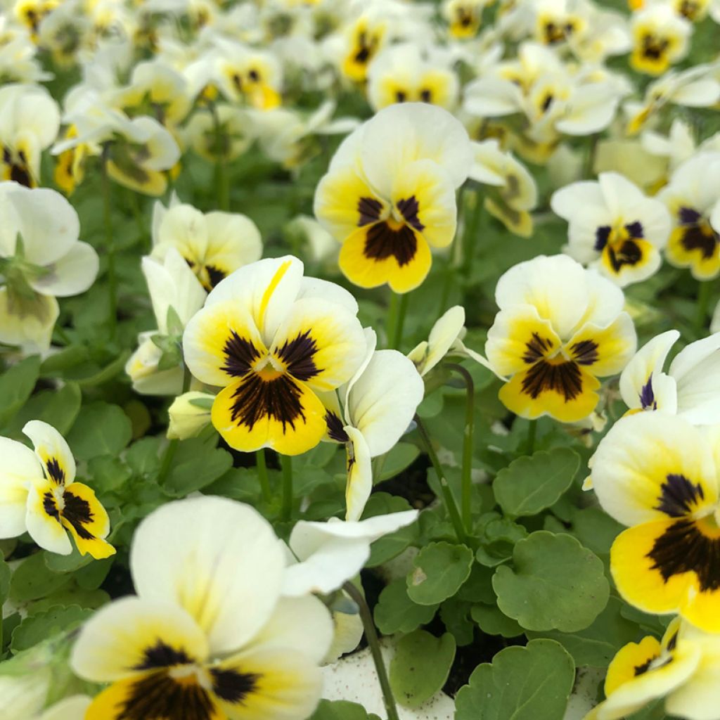 Viola Sorbet XP Lemon Ice Blotch - Viola cornuta