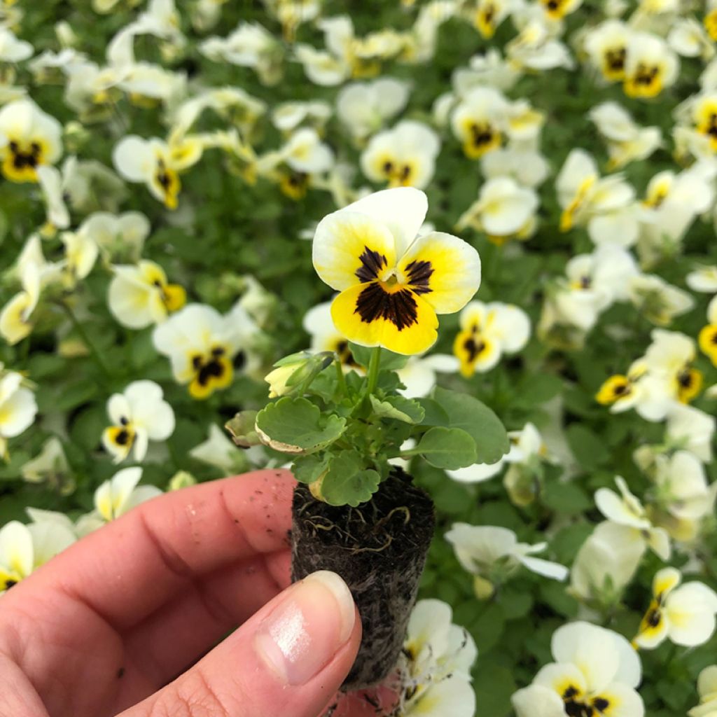 Viola Sorbet XP Lemon Ice Blotch - Viola cornuta