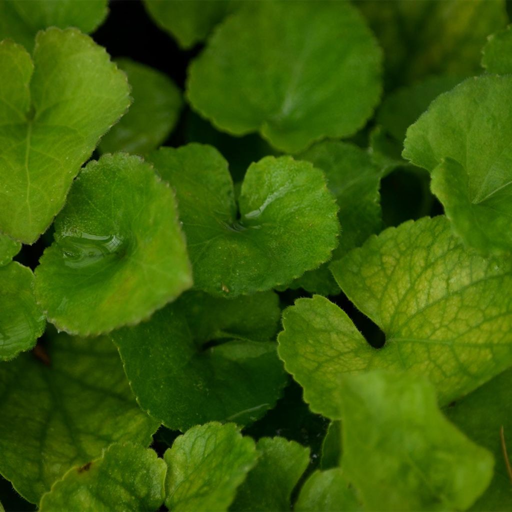 Viola odorata Alba