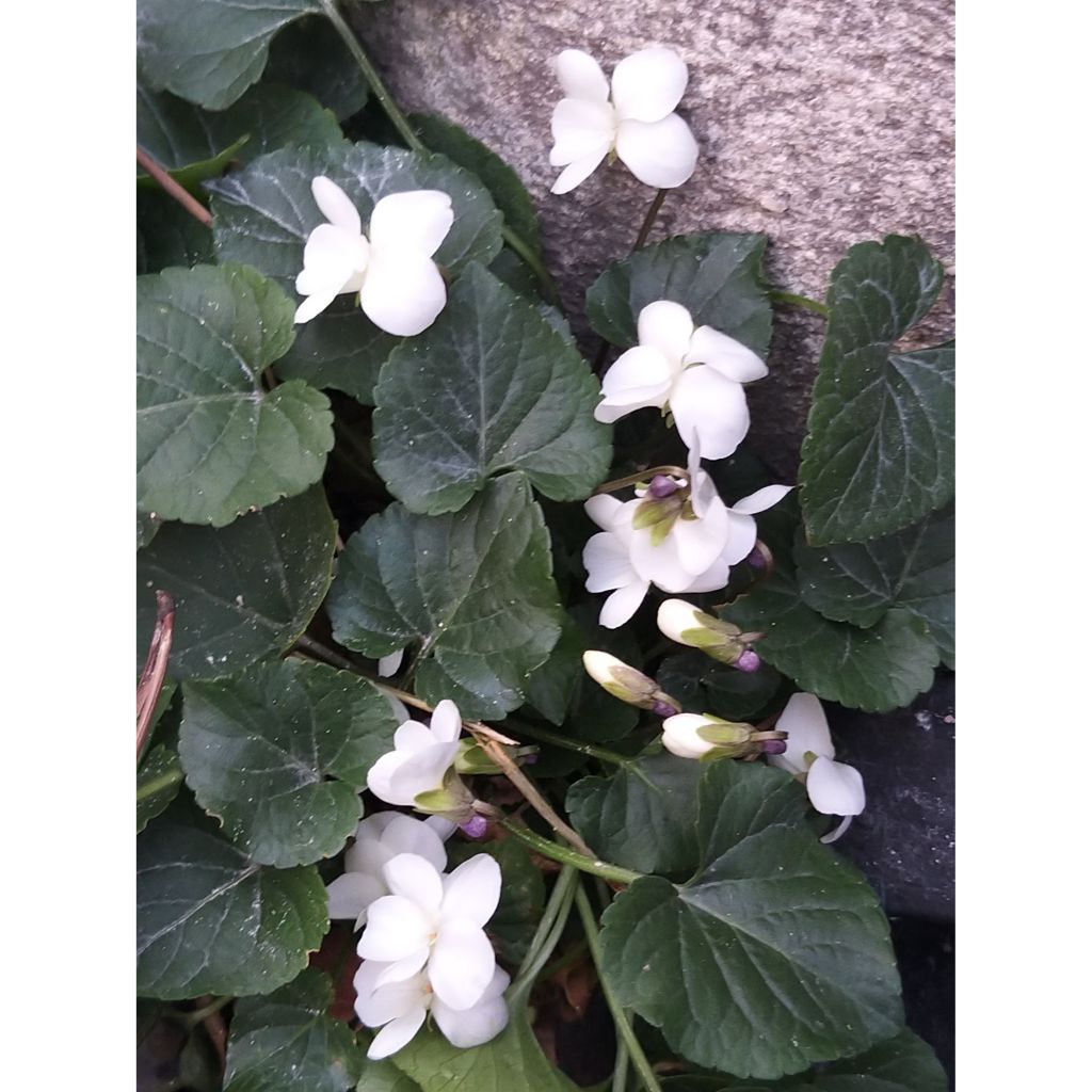 Viola odorata Alba