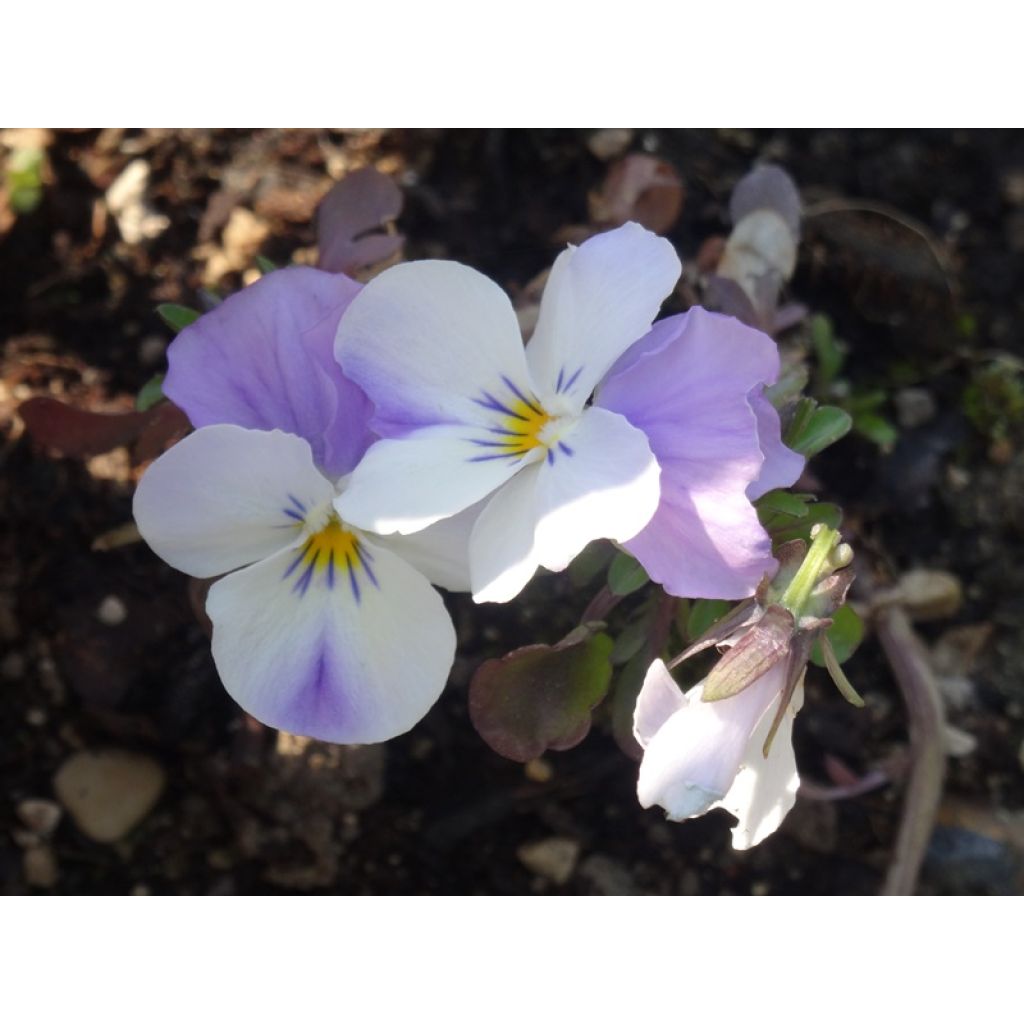 Viola Sorbet XP Pink Wing - Viola cornuta