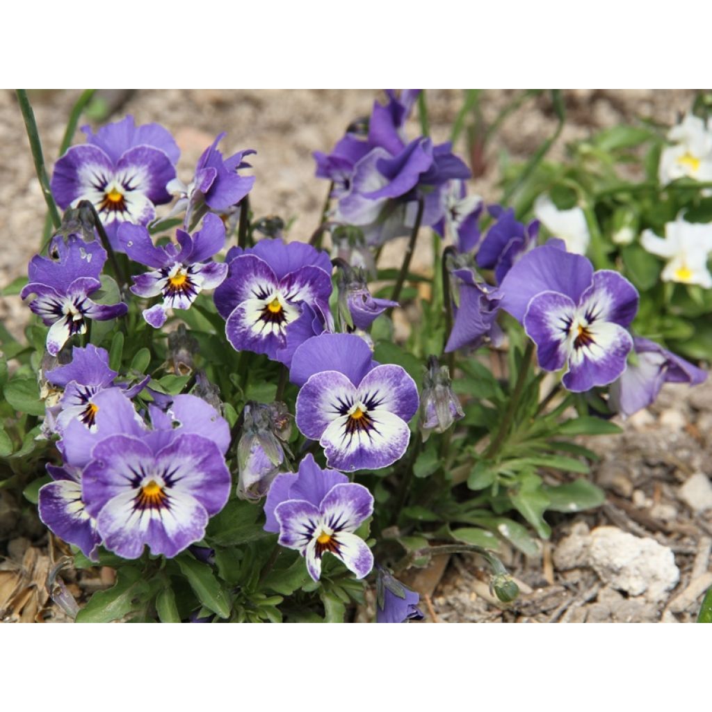 Viola cornuta Sorbet Delft Blue mini plug