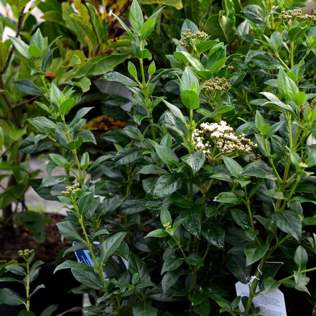 Viburnum tinus - Laurustinus