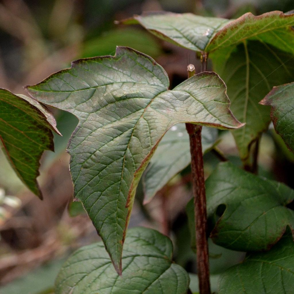Viburnum sargentii Onondaga