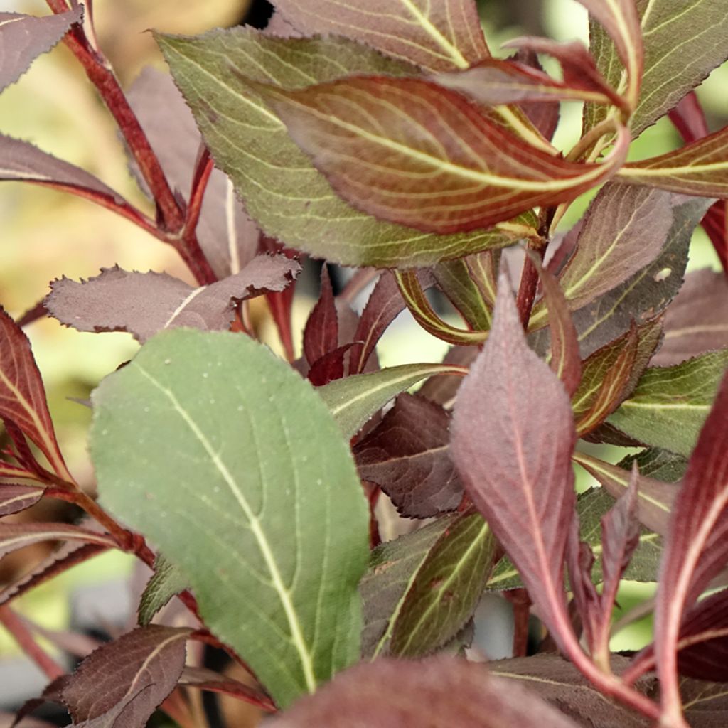 Weigela florida Electric Love