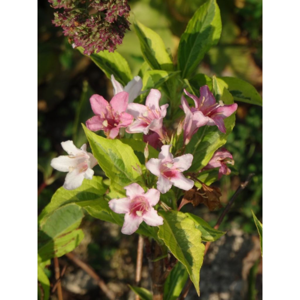 Weigela florida Nana Variegata