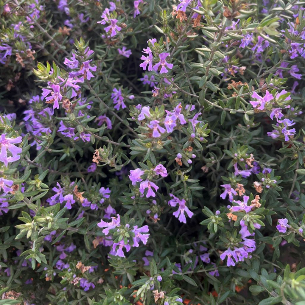 Westringia fruticosa Blue Gem - Australian rosemary