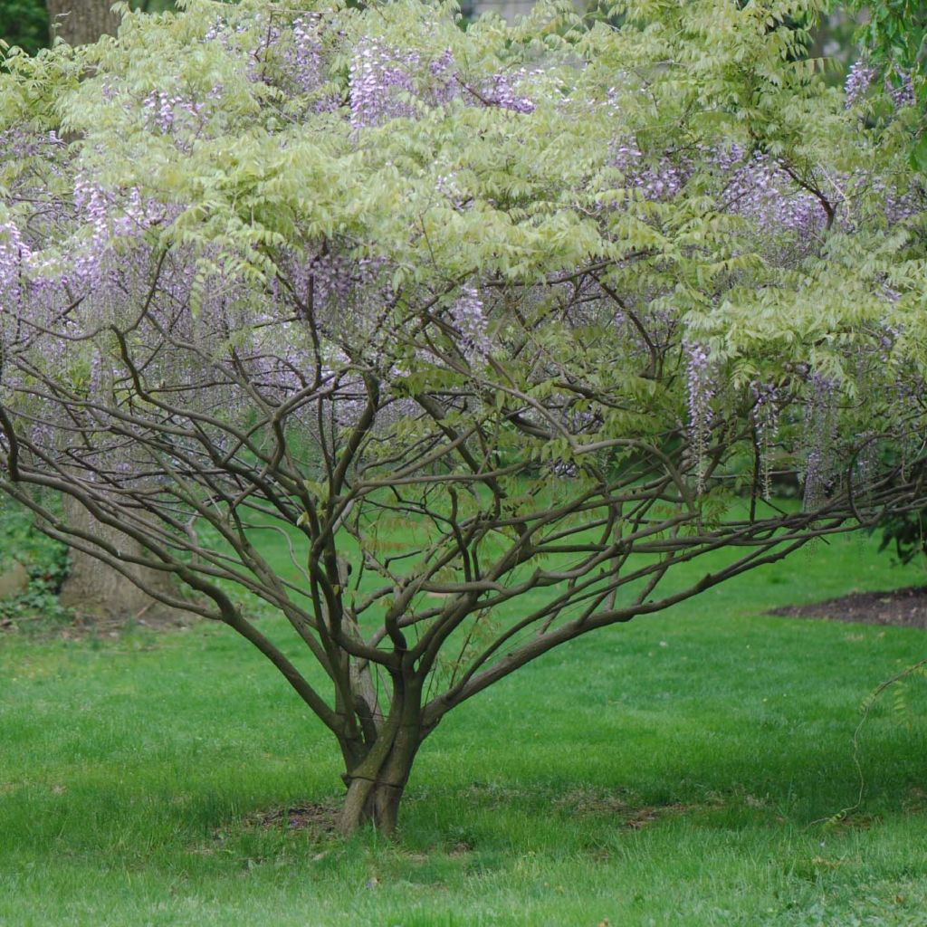 Wisteria x formosa