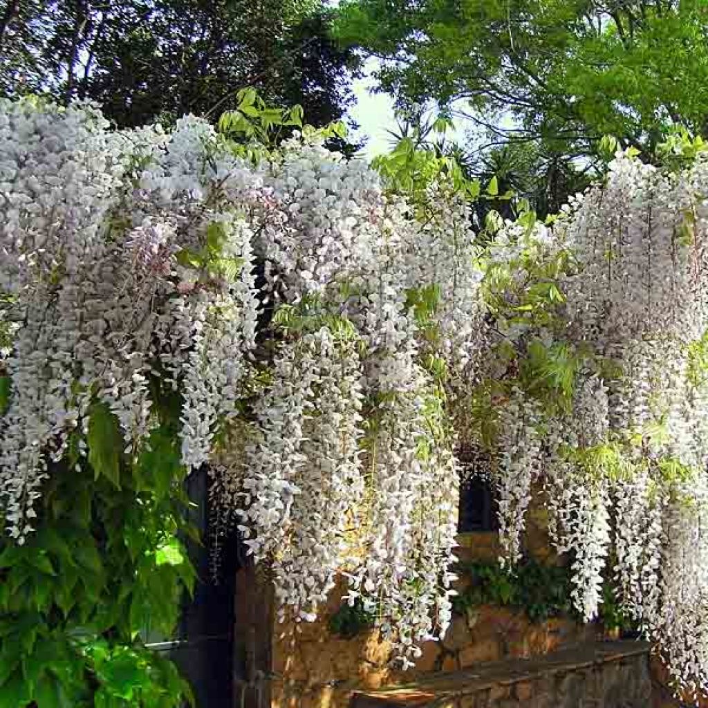 Wisteria sinensis Alba