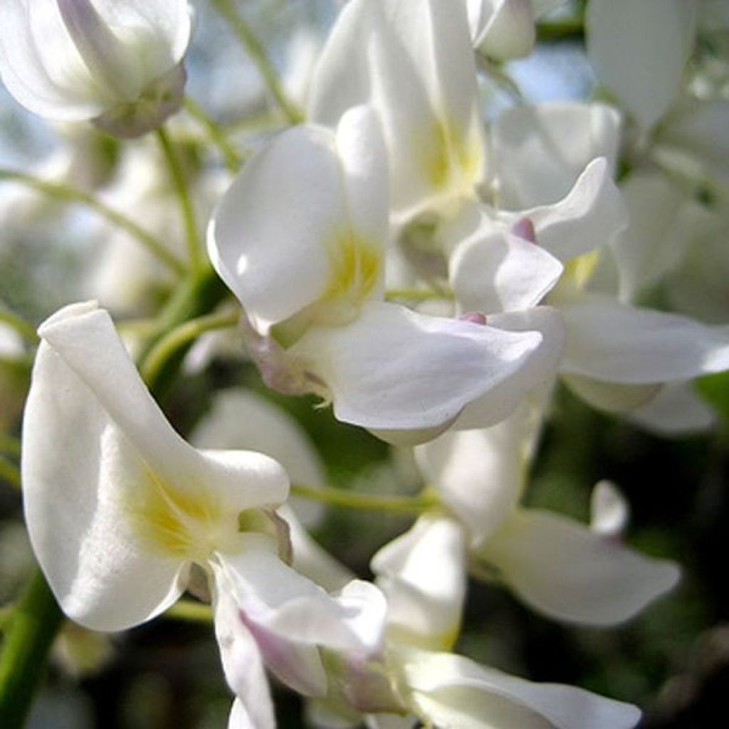 Wisteria sinensis Alba