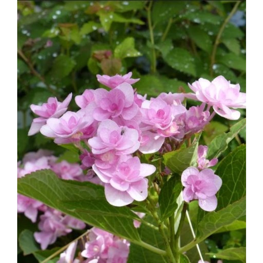 Hydrangea macrophylla You and Me Romance