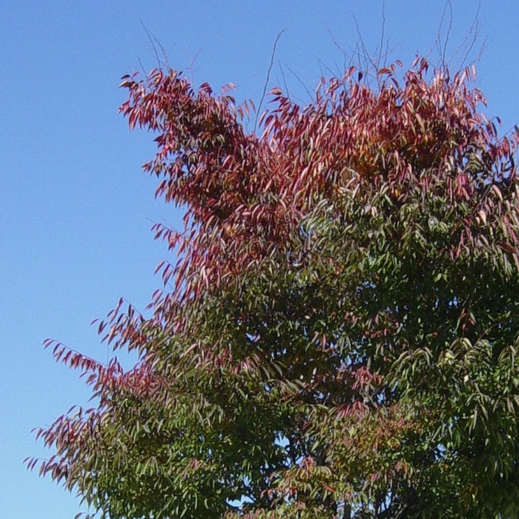 Zelkova serrata Green Vase