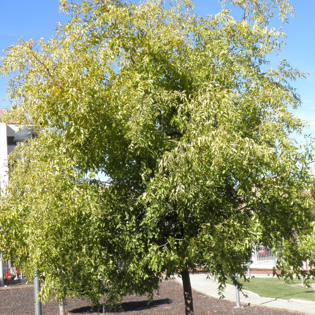 Ziziphus jujuba