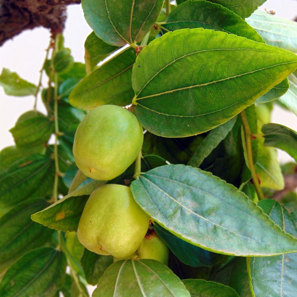 Ziziphus jujuba