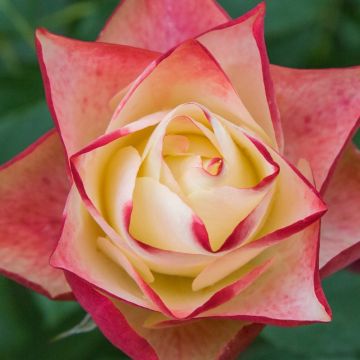 Rosa floribunda Origami - Floribunda Rose