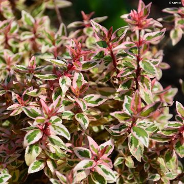 Abelia grandiflora Pink Lady