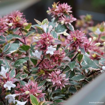 Abelia x grandiflora Psykedelik Abelia x grandiflora Psykedelik
